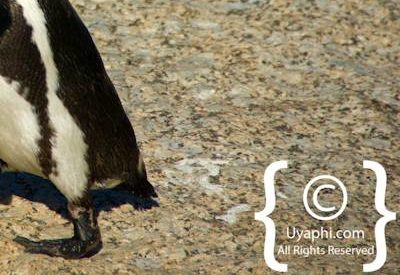 Boulders Beach Penguins