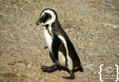Close-up African penguins Boulders Beach penguin colony Simon's Town Cape Town
