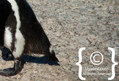 Boulders Beach Penguins