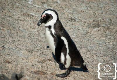 African penguins resting on granite boulders Boulders Beach Simon's Town Cape Peninsula