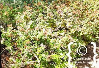 Buitenverwachting Wine Estate