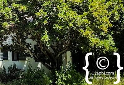 Buitenverwachting Wine Estate