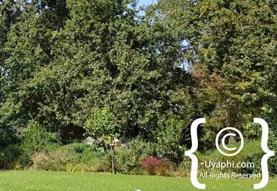 Buitenverwachting Wine Estate