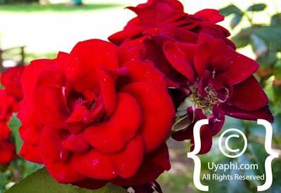 Buitenverwachting Wine Estate