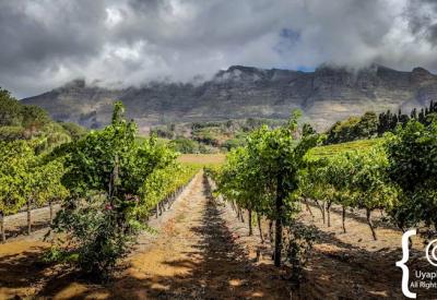 Buitenverwachting vineyards Constantia mountain backdrop Cape Peninsula Cape Town