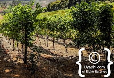 Buitenverwachting Wine Estate