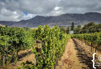 Buitenverwachting Wine Estate Constantia wine tasting Cape Town South Africa