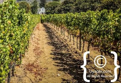 Buitenverwachting Wine Estate