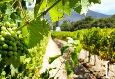 Buitenverwachting Wine Estate Constantia wine tasting Cape Town South Africa