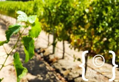 Buitenverwachting Wine Estate