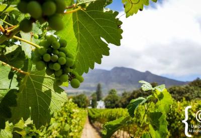 Buitenverwachting Wine Estate Constantia wine tasting Cape Town South Africa