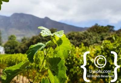 Buitenverwachting Wine Estate