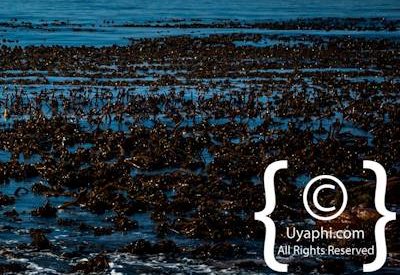 Cape Point Nature Reserve