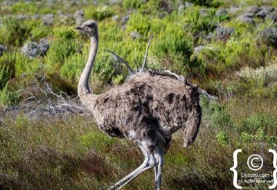 Panoramic Atlantic Ocean views from Cape Point Nature Reserve Cape Peninsula South Africa