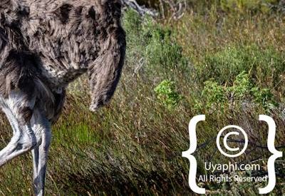 Cape Point Nature Reserve