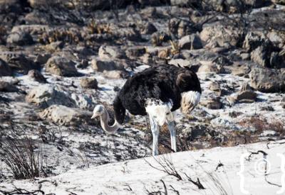 Panoramic Atlantic Ocean views from Cape Point Nature Reserve Cape Peninsula South Africa