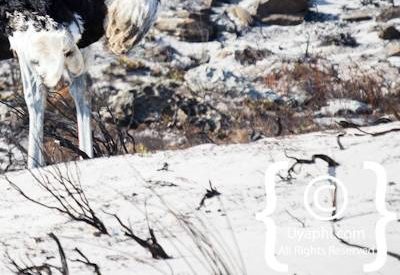 Cape Point Nature Reserve