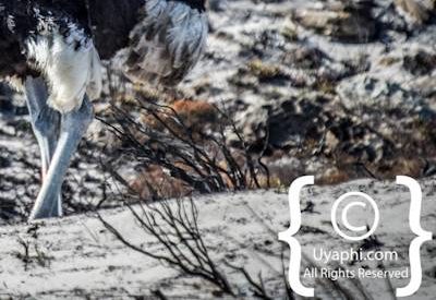Cape Point Nature Reserve