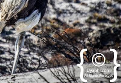 Cape Point Nature Reserve