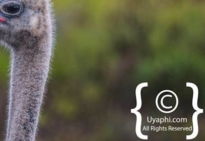 Cape Point Nature Reserve