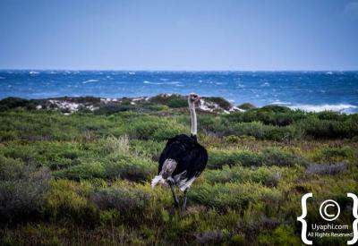 Seabirds and Cape Point Nature Reserve birdlife Cape Peninsula Cape Town South Africa