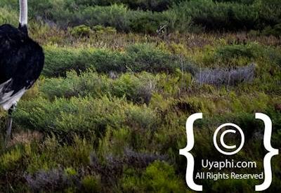 Cape Point Nature Reserve