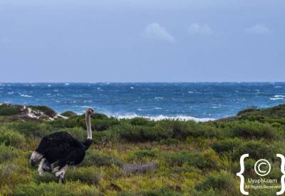 Seabirds and Cape Point Nature Reserve birdlife Cape Peninsula Cape Town South Africa