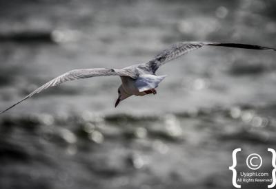 Seabirds and Cape Point Nature Reserve birdlife Cape Peninsula Cape Town South Africa