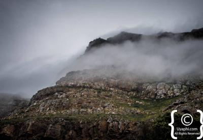 Chacma baboons roaming Cape Point Nature Reserve Cape Peninsula Cape Town South Africa