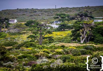Chacma baboons roaming Cape Point Nature Reserve Cape Peninsula Cape Town South Africa