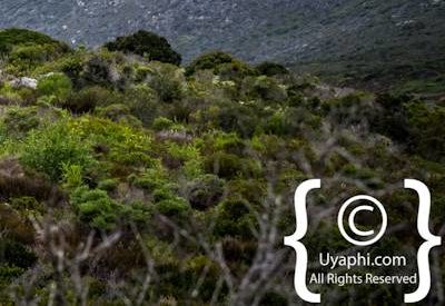 Cape Point South Africa