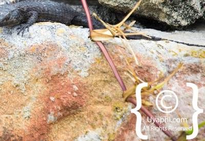 Cape Point South Africa