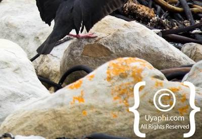 Cape Point South Africa