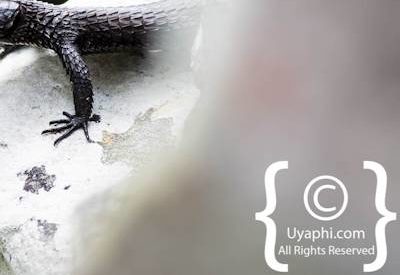 Cape Point South Africa