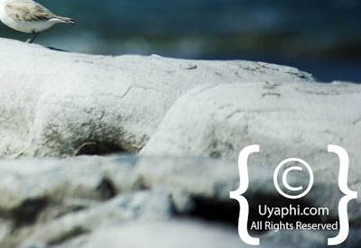 Cape Point Nature Reserve