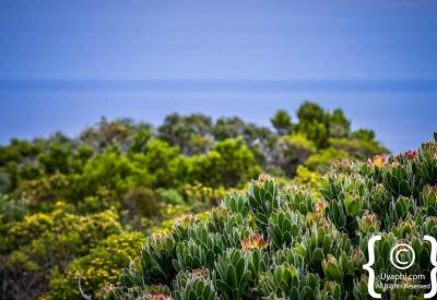 Cape Point Nature Reserve rugged coastline and mountain scenery Cape Peninsula Cape Town