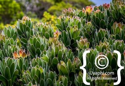 Cape Point South Africa