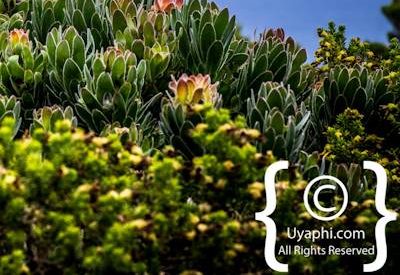 Cape Point South Africa