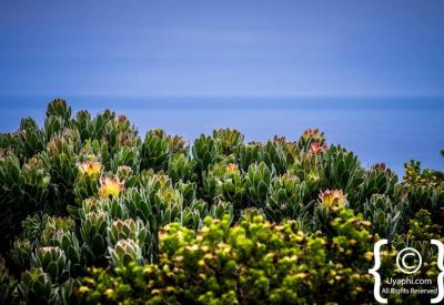 Cape Point Nature Reserve rugged coastline and mountain scenery Cape Peninsula Cape Town
