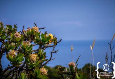 Cape Point Nature Reserve rugged coastline and mountain scenery Cape Peninsula Cape Town