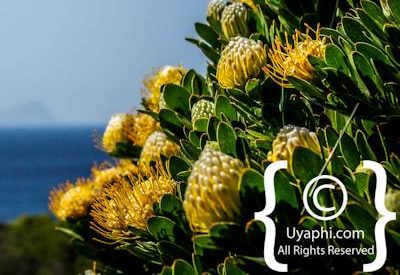 Cape Point Nature Reserve