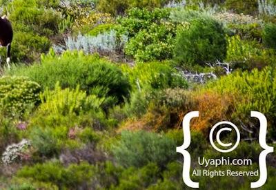 Cape Point Nature Reserve