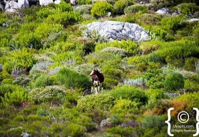 Dramatic 200m sheer cliff faces meeting Atlantic Ocean Cape Point Nature Reserve Cape Town