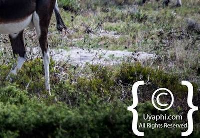 Cape Point Nature Reserve