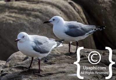 Cape Point Nature Reserve