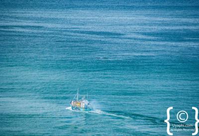Southern Right Whale calving in False Bay Cape Town whale watching season South Africa