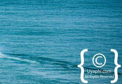 Cape Town whale watching