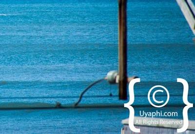 Cape Town whale watching