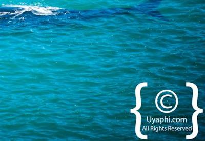 Cape Town whale watching