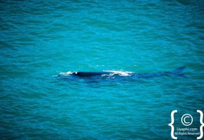 Humpback Whale sighting False Bay Cape Town South Africa whale watching season
